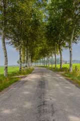 Fototapeta na wymiar Birch Trees in Netherlands Vertical