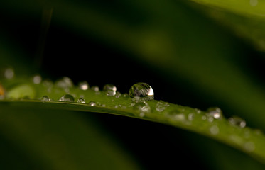 dew on a leaf