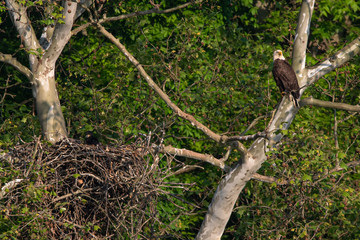 Bald Eagle Nest