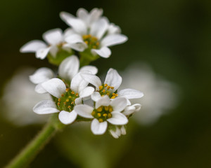 white flowers of tree