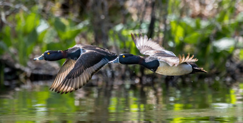 two ducks in flight
