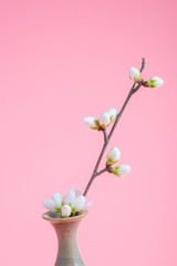 Fototapeta na wymiar Vase and flower buds on pink background