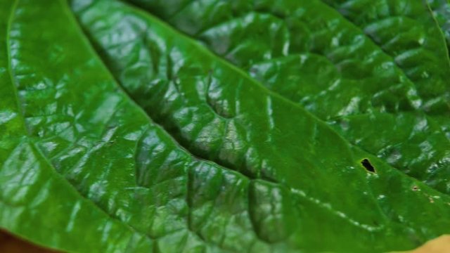 Green leaves, Chaplo Thai herbs can eat fresh leaves with Thai food.
