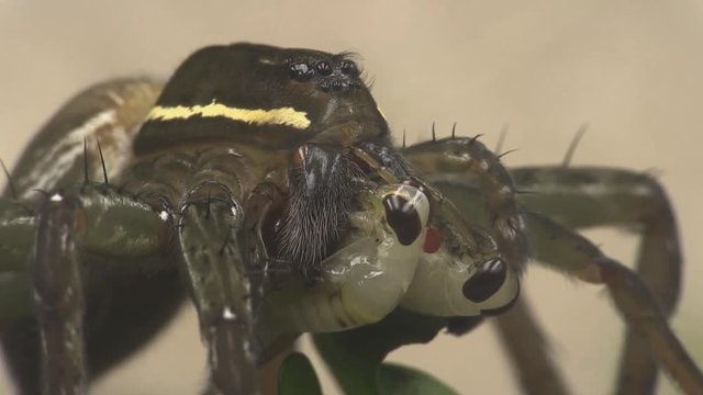 Fishing spider feeds on two backswimmers 1173 8