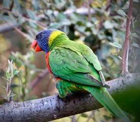 Rainbow Lorikeet from the back