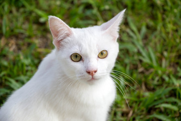 white cute cat looking at camera