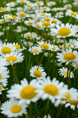 Fototapeta premium Wild daisies