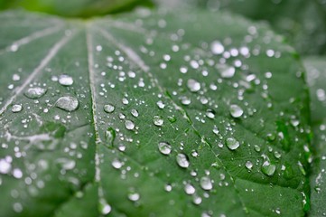 Rain droplets on green leaf