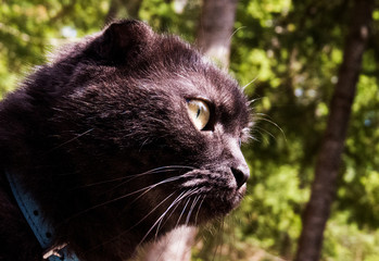 Cute domestic cat (Scottish Fold / Munchkin) looking in front of him with the bright sunlight...