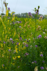 Fresh Spring wildflower