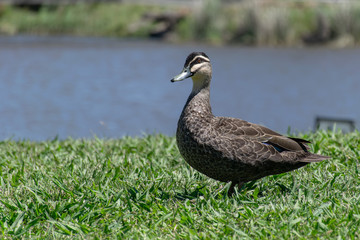 duck on the grass