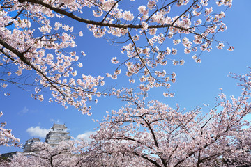 Sakura (Cherry Blossom) blooming and Himeji Castle in the himeji castle area in Himeji city, Hyogo prefecture of Japan.
