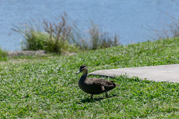 duck on grass