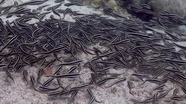Group of fish at the Philippines
Filmed with Sony AX700 in 100FPS in 
Gates Underwater Housing.