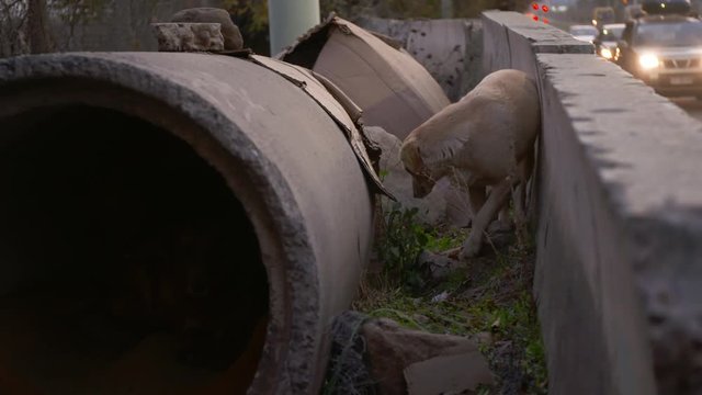 Medium low-angle panning shot of a white shy and sad  homeless (street dog) hiding behind a  concrete pipe by the roadside, urban scene