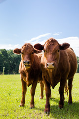 Closeup of Two Brown Calves in a Green Pasture with Blue Sky looking at Camera