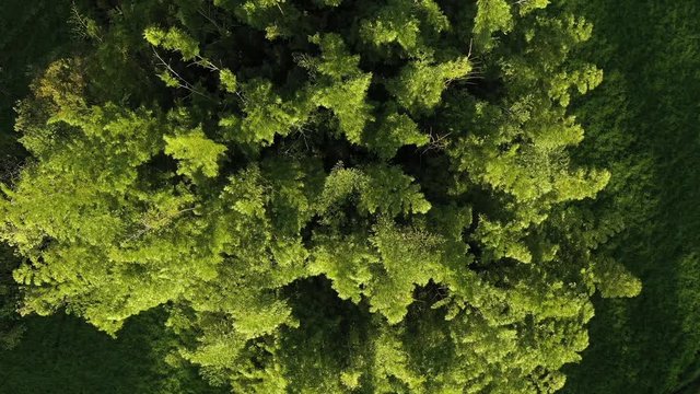Cinematic bird's eye shot of giant bamboo plant on a windy sunny afternoon