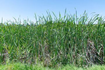 green grass and blue sky