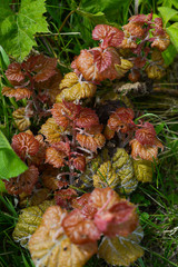 Fresh Spring vegetation