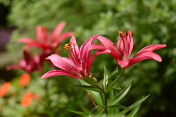 Lilies in Bloom