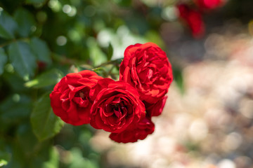 赤いバラ