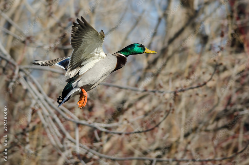 Canvas Prints Mallard Duck Flying Past the Winter Trees