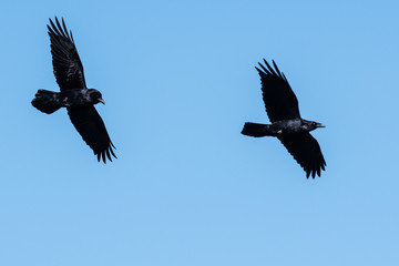 Two Common Black Ravens Flying in a Blue Sky
