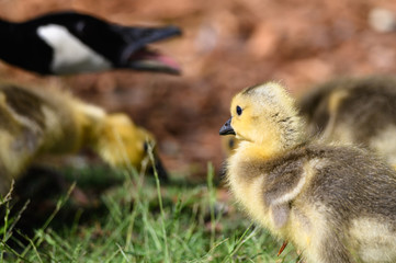 Newborn Gosling Learning Under the Watchful Eye of Mother