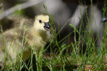 Newborn Gosling Exploring the Fascinating New World