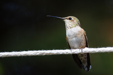 Rufous Hummingbird Perched on a Piece of White Clothesline