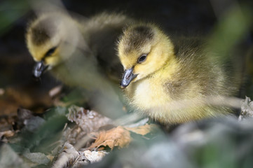 Newborn Gosling Exploring the Fascinating New World
