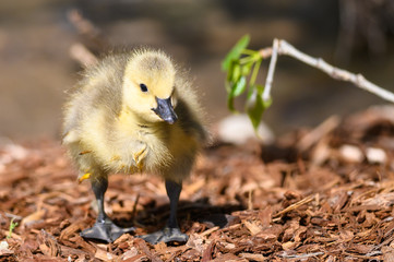 Newborn Gosling Learning to Search for Food