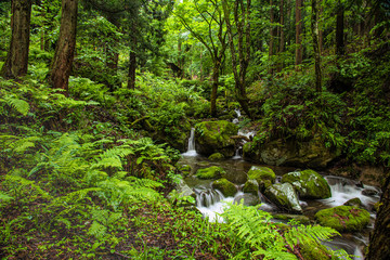 Obraz premium 兵庫県・苔むす渓谷、小代地区の風景