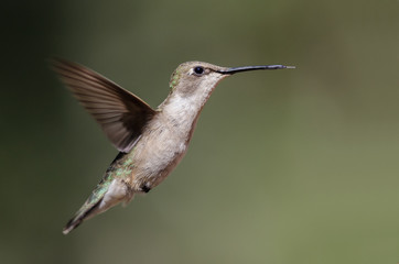 Black-Chinned Hummingbird Hovering in Flight Deep in the Forest