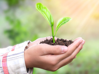 Close up human hand holding plant growing at sunset background.