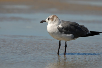 Just Another Gull