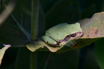 Hyla chrysoscelis
