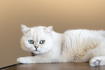 white cat is sleeping on a wooden table in the house.soft focus.