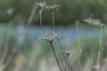 flowers on green background