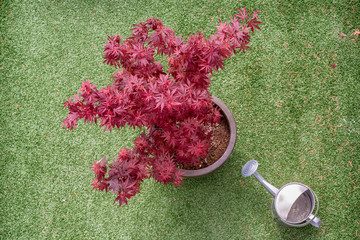Japanese maple - Acer palmatum - tree and water can on a synthetic grass terrace top view - 274164274