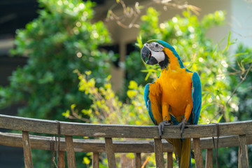 Beautiful macaw perching on wooden oxcart © goldquest