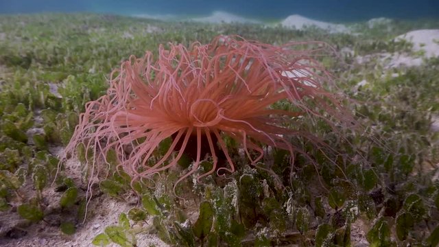 Filmed with Sony AX700 1080 HD 100 FPS
Gates Underwater Housing