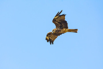 Greater spotted eagle