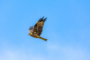 Greater spotted eagle