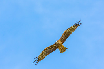 Greater spotted eagle