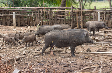 wild boar family on rural farm