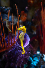 Sea horse in aquarium. These seahorses live in the warm seas around Indonesia, Philippines and...