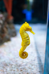 Sea horse in aquarium. These seahorses live in the warm seas around Indonesia, Philippines and Malaysia. © ducksmallfoto