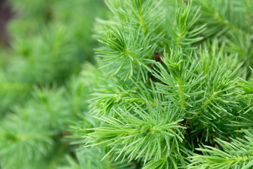 Fir twigs close-up as a Christmas background