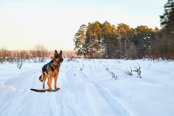 Dog German Shepherd on the road in a winter day